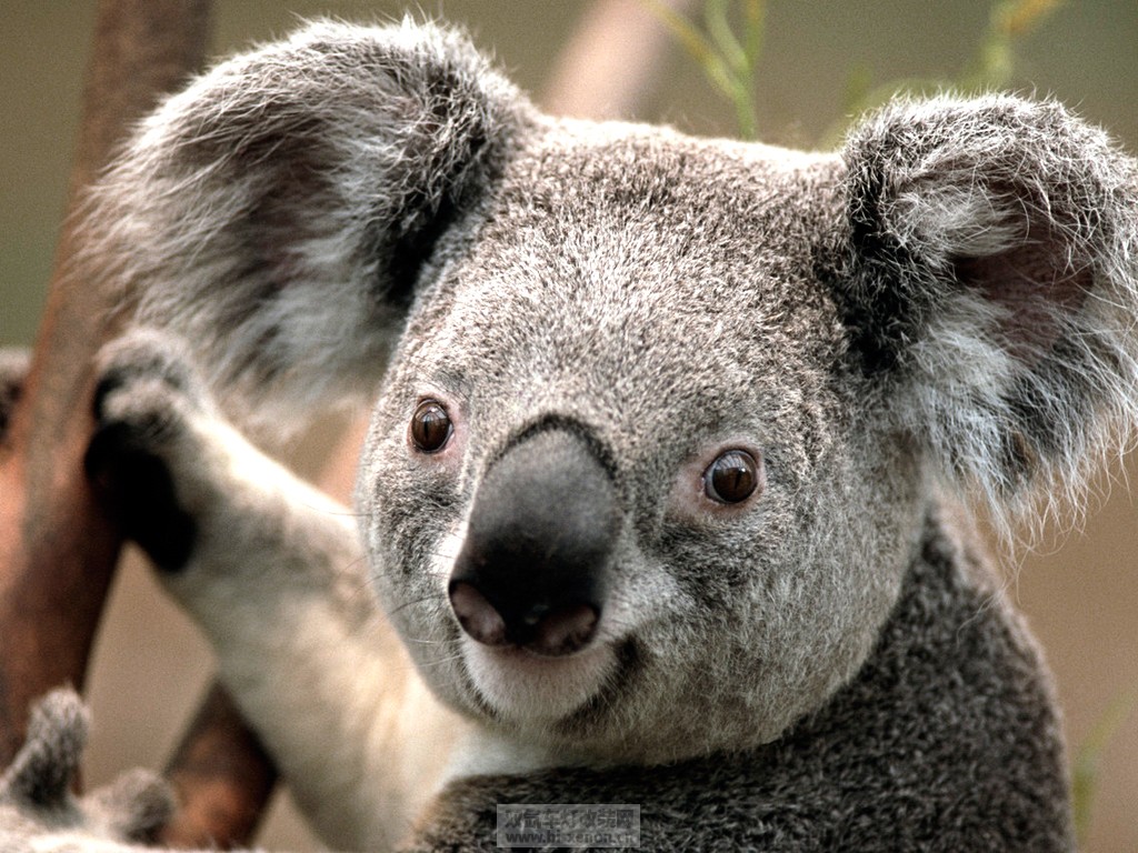 Koala.jpg